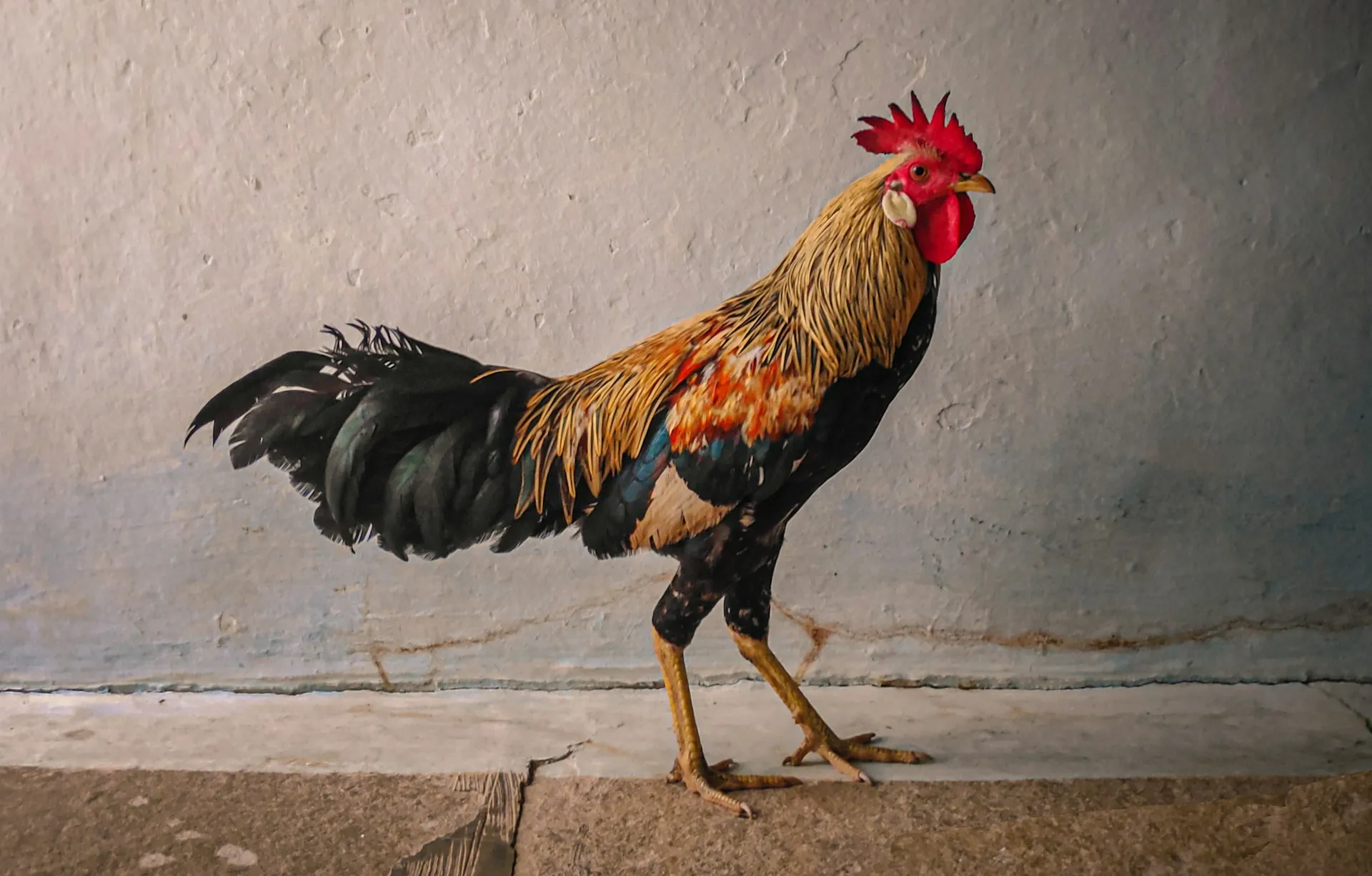 Rooster Against White Wall